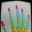 Hand-bones-1.gif HAND BONES FOR ANATOMY STUDY
