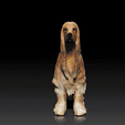 Afghan-Hound.gif Afghan Hound - DOG BREED - CANINE -3D PRINT MODEL
