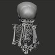Turntable-1.gif Fetus infant skeleton