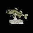 render.gif Largemouth Bass / Micropterus salmoides fish in motion trophy statue detailed texture for 3d printing