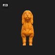 127-Basset_Griffon_Vendeen_Petit_Pose_01.gif Basset Griffon Vendeen Petit Dog 3D Print Model Pose 01