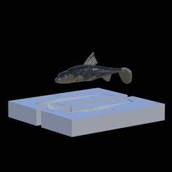 am-bait-10cm-gudgeon.gif Fichier STL AM bait gudgeon / gobio gobio fish 10cm hoof form for predator fishing・Plan pour imprimante 3D à télécharger