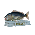 Dentex-mouth-statue-4.gif fish Common dentex / dentex dentex open mouth statue detailed texture for 3d printing