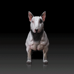 Bull-Terrier.gif Télécharger le fichier STL Bull Terrier - CHIEN DE RACE - CANIN -3D PRINT MODEL • Objet à imprimer en 3D, adamchai