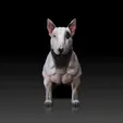 Bull-Terrier.gif Bull Terrier - DOG BREED - CANINE -3D PRINT MODEL
