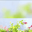 368497507_24082462201339105_1159079239474129018_n-1.gif Les colonnes" pots