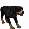 tinywow_1_31689726.gif DOG DOG - DOWNLOAD Rottweiler 3d model - animated CANINE PET GUARDIAN WOLF HOUSE HOME GARDEN POLICE - 3D printing DOG DOG DOG