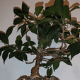 ezgif.com-video-to-gif-1.gif Fertilizer holder for bonsai
