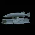 Pike-statue-4.gif fish Northern pike / Esox lucius statue detailed texture for 3d printing