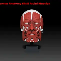 SkullMuscle.gif Fichier STL Tête humaine - Anatomie - Muscles faciaux - Outil de référence・Plan imprimable en 3D à télécharger