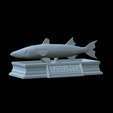 Barracuda-base-2.gif fish great barracuda / Sphyraena barracuda statue detailed texture for 3d printing