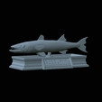 Barracuda-mouth-statue-5.gif fish great barracuda / Sphyraena barracuda open mouth statue detailed texture for 3d printing