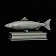 Salmon-fish-statue-box-2.gif fish sculpture of a Atlantic salmon / salmo salar with storage space / for 3d printing