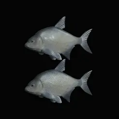 Bream-fish.gif fish Common bream / Abramis brama solo model detailed texture for 3d printing