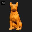 299-Boston_Terrier_Pose_05.gif Boston Terrier Dog 3D Print Model Pose 05