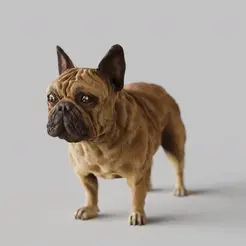 French-Bulldog,Frenchie.gif Файл STL Французский бульдог, французик - STL & VRML COLOR FORMAT !- Порода собак - Сидячая поза - 3D PRINT MODEL・Шаблон для загрузки и 3D-печати