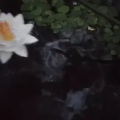 Flor-de-loto.gif Lotus Flower