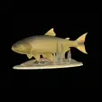 Golden-dorado-statue-1.gif fish golden dorado / Salminus brasiliensis statue underwater detailed texture for 3d printing