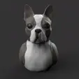 Bostduck-Terrier.183.gif Bostduck Terrier - Boston Terrier (COLORED FILES)