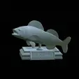 zander-open-mouth-tocenej-2.gif fish zander / pikeperch / Sander lucioperca trophy statue detailed texture for 3d printing