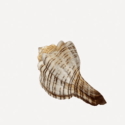 ezgif.com-video-to-gif.gif ESCANEAR CONCHA MARINA - ESCANEO 3D
