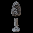 morrel_C_512.gif Morel mushroom (lamp option)