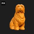 525-Coton_De_Tulear_Pose_06.gif Coton De Tulear Dog 3D Print Model Pose 06
