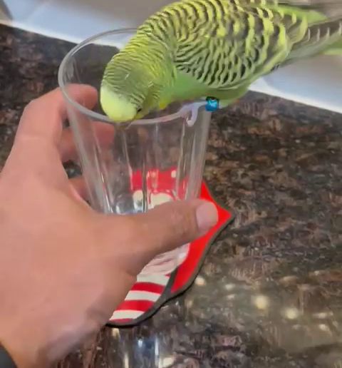 justin-Trim.mp4 держатель для бокалов 4 июля