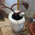 simple-planter-watering.gif Simple Self Watering Mason Jar Planter