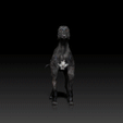 Grey-Hound.gif Greyhound - DOG BREED - CANINE -3D PRINT MODEL