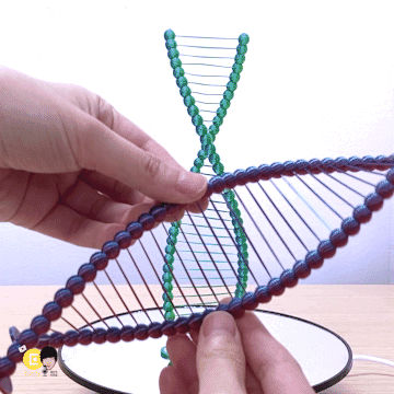 완-gif1.gif Archivo STL Hermosos puentes ADN・Diseño de impresión en 3D para descargar, Eunny
