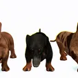 tinywow_video_31688660.gif DOG - DOWNLOAD Dachshund 3d model - Dog animated for blender-fbx-unity-maya-unreal-c4d-3ds max - 3D printing Dachshund DOG SAUSAGE - SAUSAGE PET CANINE WOLF