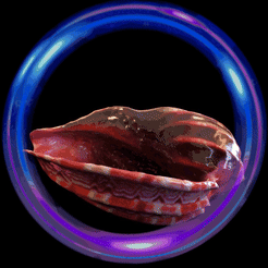 zz.gif STL-Datei Schnecke Arpa Grande Große Harfe・3D-druckbares Modell zum Herunterladen