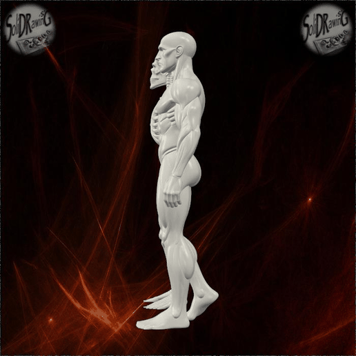💀 Human Skeleton and Muscle Anatomy – SoliDRawinGs SG977・ STL File for ...