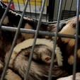 IMB_Zyh967.gif Ferrets At Play Sign