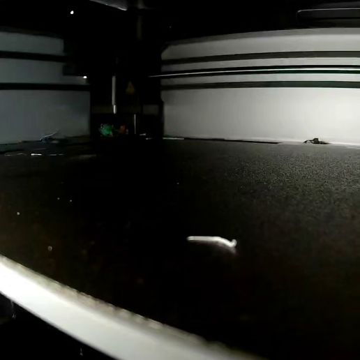 VID_20250526_081114_279.mp4 Mushroom Cluster 1