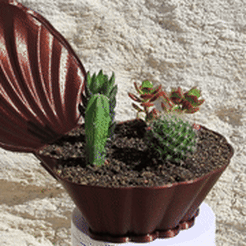 VIDEO-COQUILLAGE-PLANTE-SUCCULENTE.gif STL-Datei SCHALE FÜR KLEINE SUKKULENTEN・Design für 3D-Drucker zum herunterladen