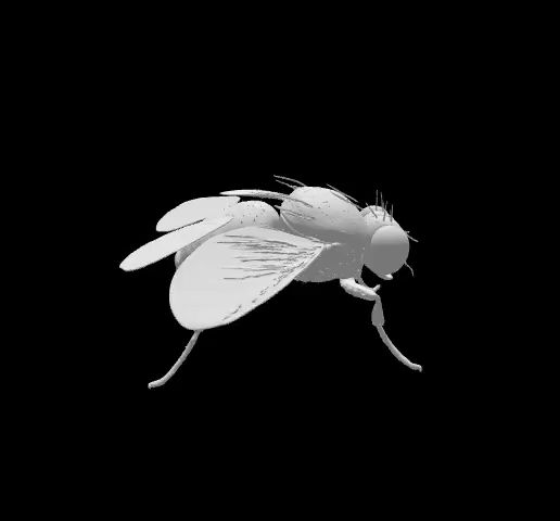 🪰 Bluebottle Fly Insect Model・ STL File for 3D printing・Cults