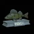 Perch-statue-4.gif fish perch / Perca fluviatilis statue detailed texture for 3d printing