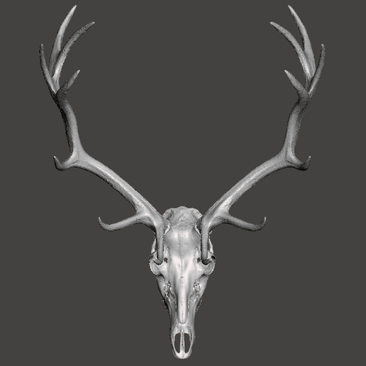 🦌 Deer Elk trophy lifesize cut skull・ 3D File for 3D