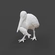 White-Stork-Catching-Fish.gif White Stork Catching Fish