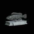 White-grouper-statue-4.gif fish white grouper / Epinephelus aeneus statue detailed texture for 3d printing