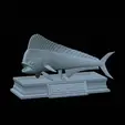 mahi-mahi-mouth-statue-5.gif fish mahi mahi / common dolphin fish open mouth statue detailed texture for 3d printing