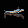 pike-high-quality-1-5.gif big old pike underwater statue on the wall detailed texture for 3d printing