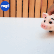 Sequence-01_1.gif PIG, FLEXI, PRINT-IN-PLACE