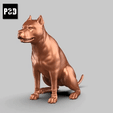00T.gif American Pitbull Pose 02