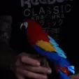 Macaw-Feather-Puzzle-GIF-1.gif Casse-tête en plumes d'ara
